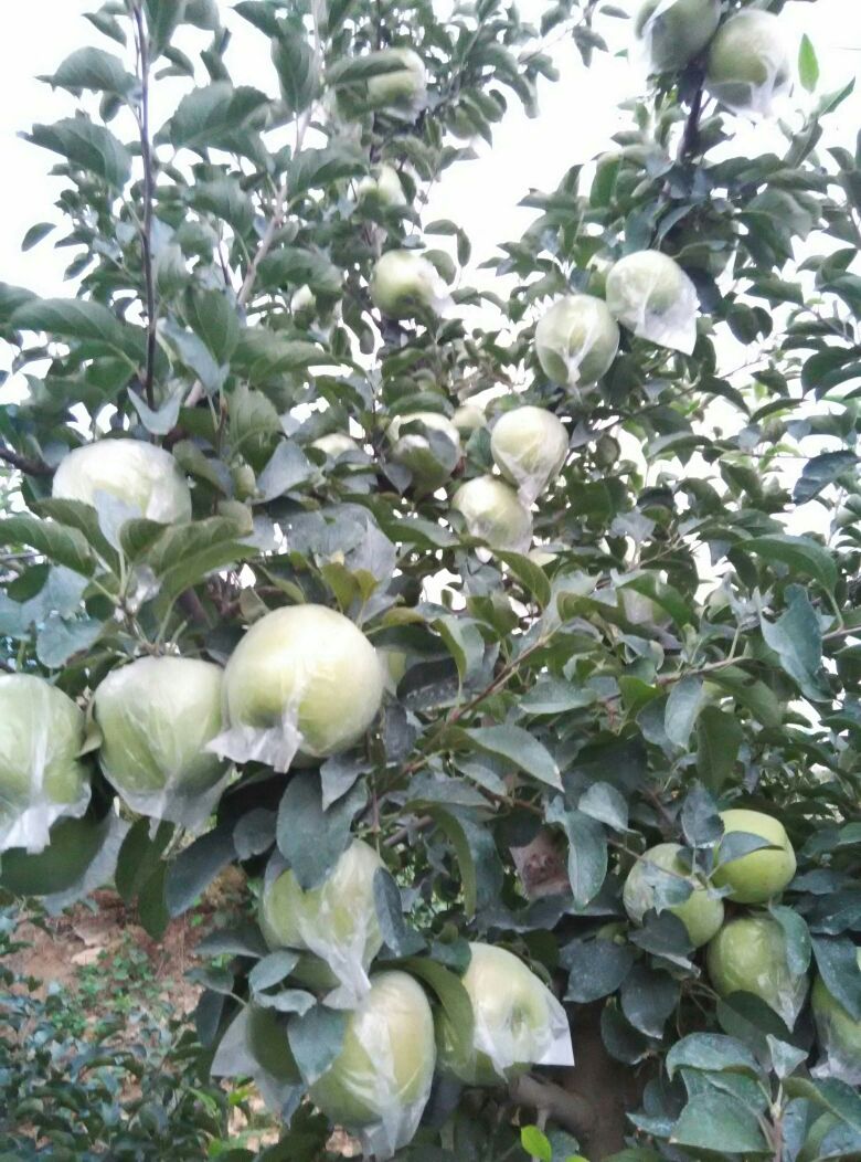 黄元帅苹果 膜袋 翠绿 90mm以上 