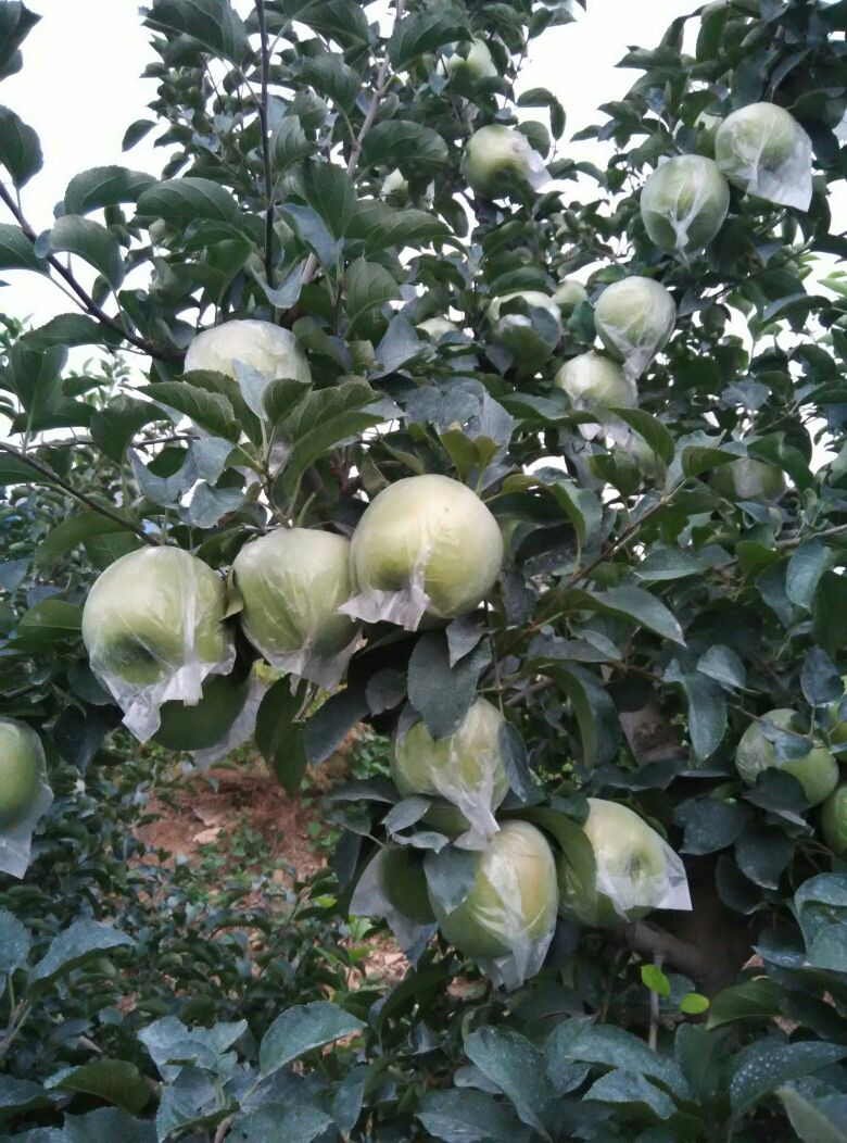 黄元帅苹果 膜袋 翠绿 90mm以上 