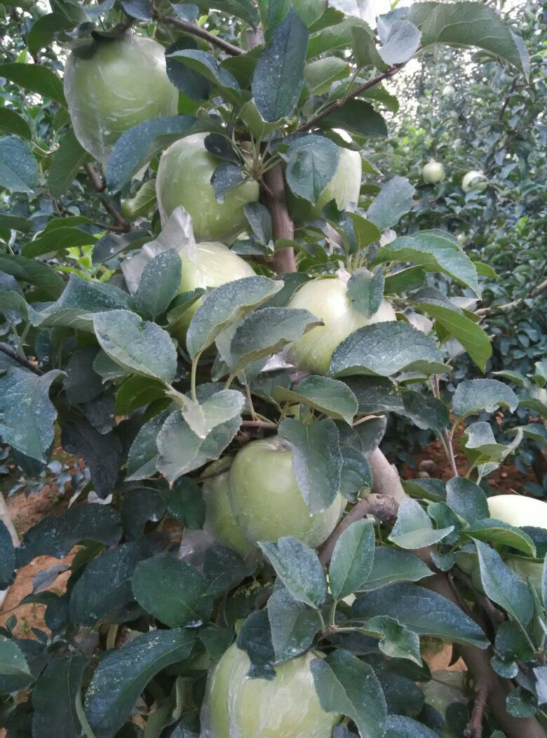 黄元帅苹果 膜袋 翠绿 90mm以上 