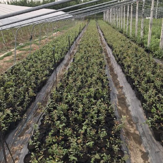 肥城市 自由，天后，茶花，火花，蓝莓苗