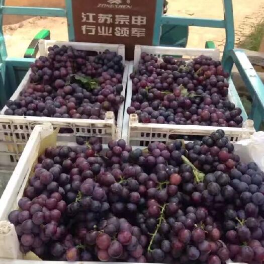 邯郸夏黑葡萄 5%以下 1次果 2斤以上