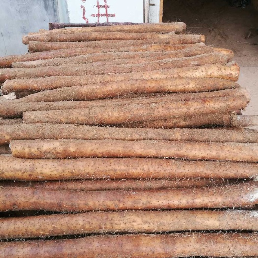 九斤黄山药 40~50cm 