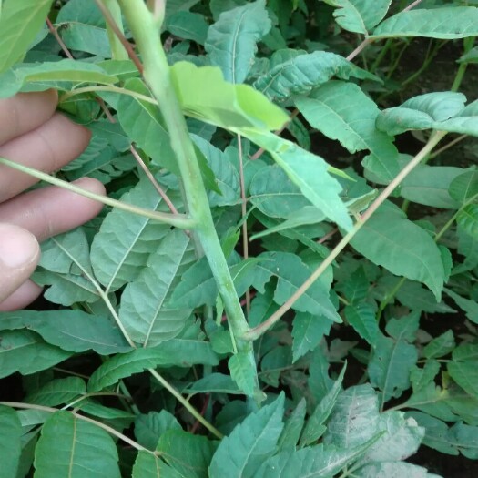 泰安红油香椿苗 2~4公分
