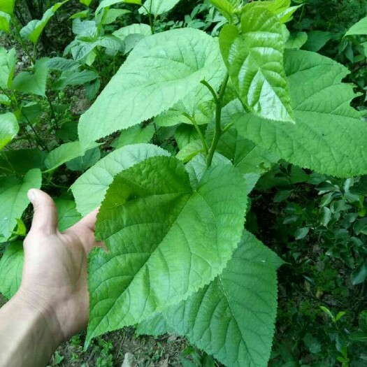 沭阳县养蚕桑树苗