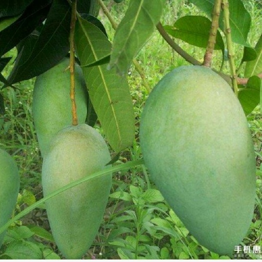 灵山县金煌芒果苗
