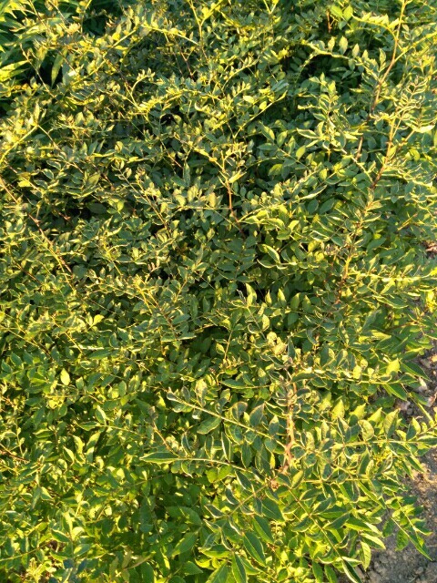 泰安大红袍花椒苗