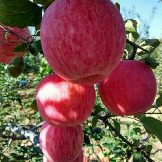 沂水县新红星苹果  山东红星苹果产地一手货源价格优惠质量保证