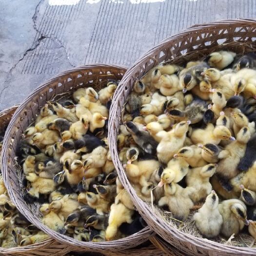南宁杂交鸭苗 正规公司发货，包货损，假一赔十