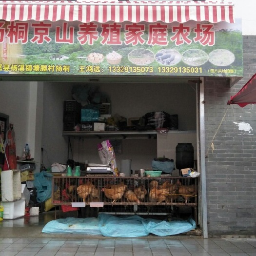 绩溪县土鸡 统货