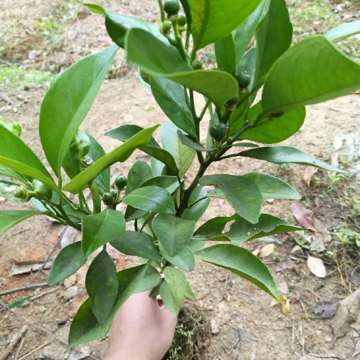灵山县血橙苗 嫁接苗 0.5~1米