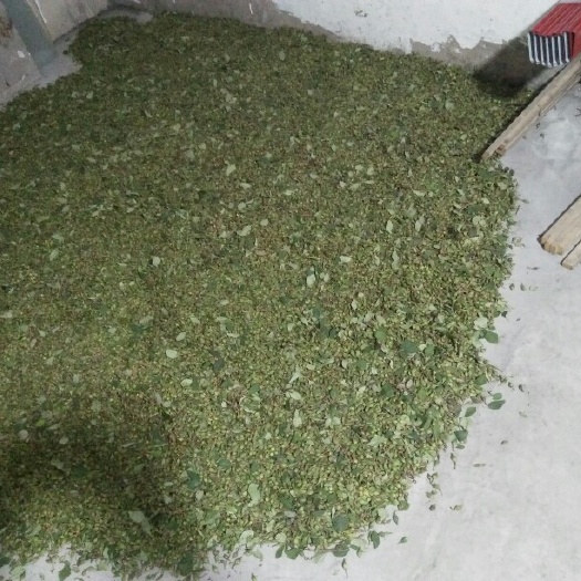 长治 青翘5吨湿货色泽好