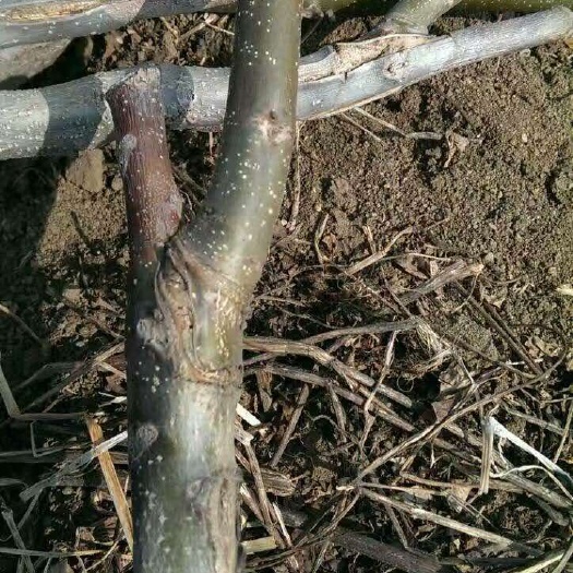 泰安香玲核桃苗 