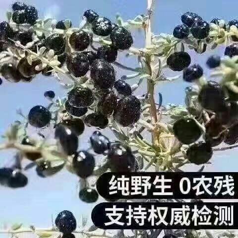 黑枸杞树苗批发 甘肃枸杞苗子 黑枸杞批发供应商黑枸杞苗子产地