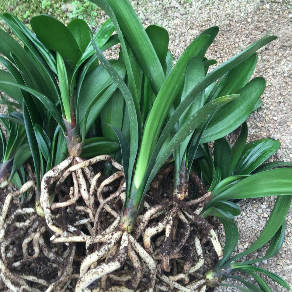 新沂市君子兰盆栽