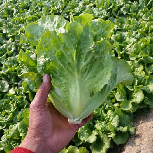 内黄县意大利生菜 5~6两 