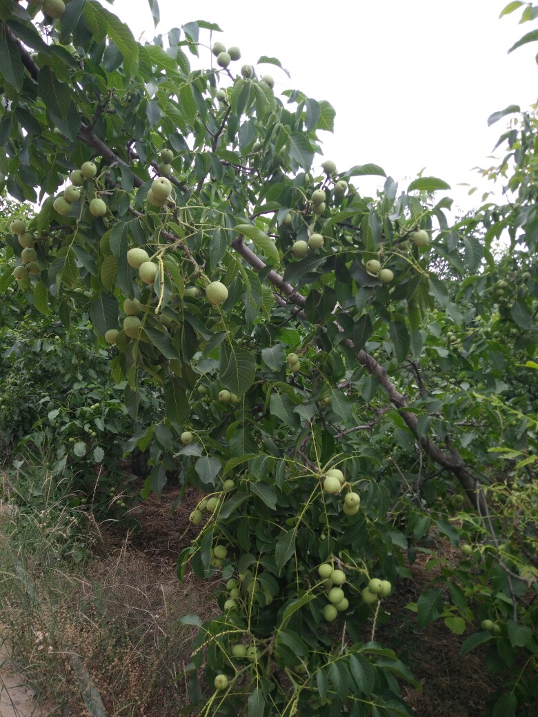 薄皮核桃 40mm以上 袋装 3-6个月