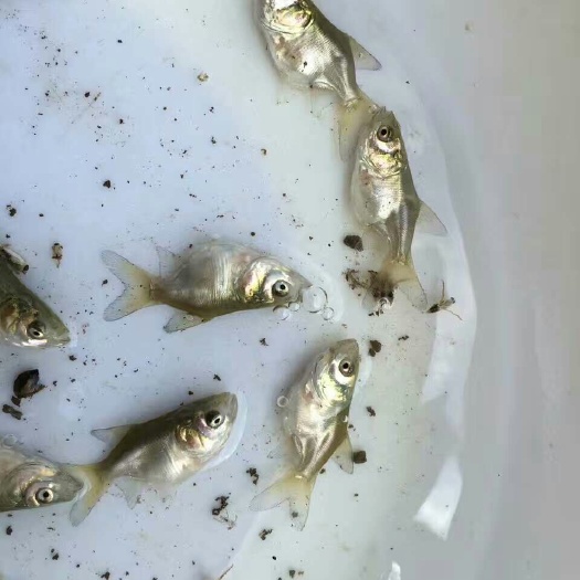 广州缩骨大头鱼苗