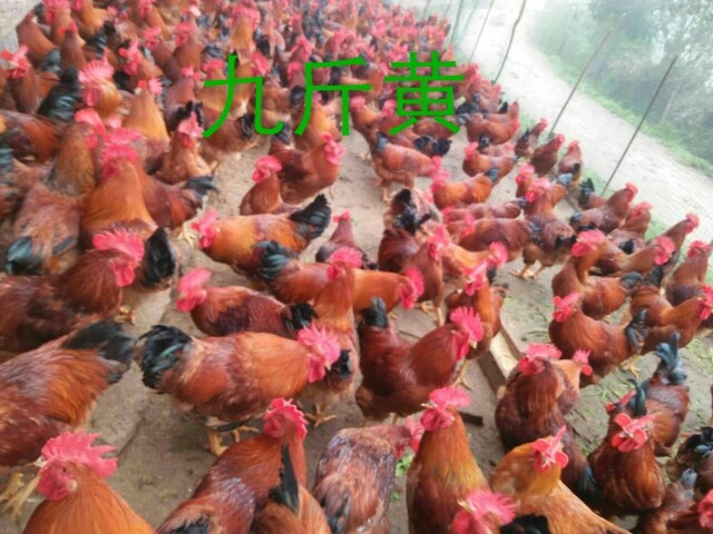 绵阳九斤黄鸡苗 九斤黄，适合于大众消费。养殖户养得好，能赚钱