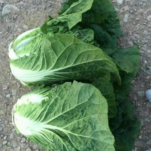 张北县 大量阳春白菜大量出