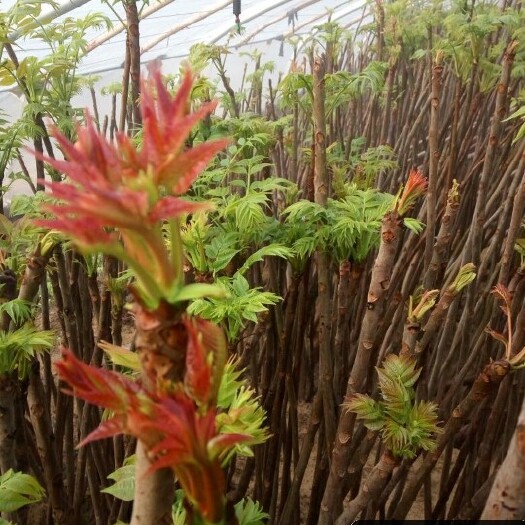 泰安红油香椿苗 2公分以下