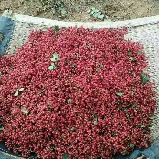 泰安大红袍花椒苗 产地直供大红袍花椒 量大从优口感好