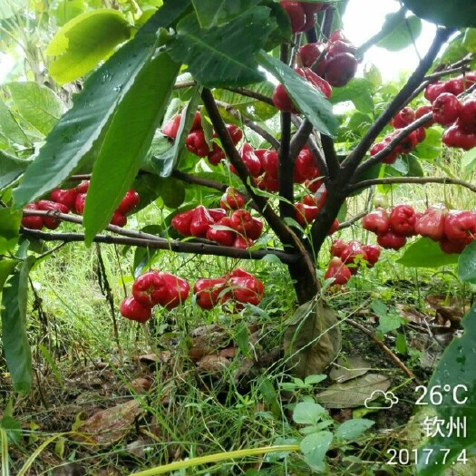 灵山县大叶红莲雾苗