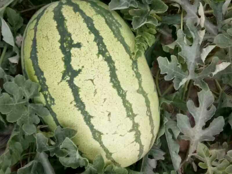  西北旱沙地西瓜