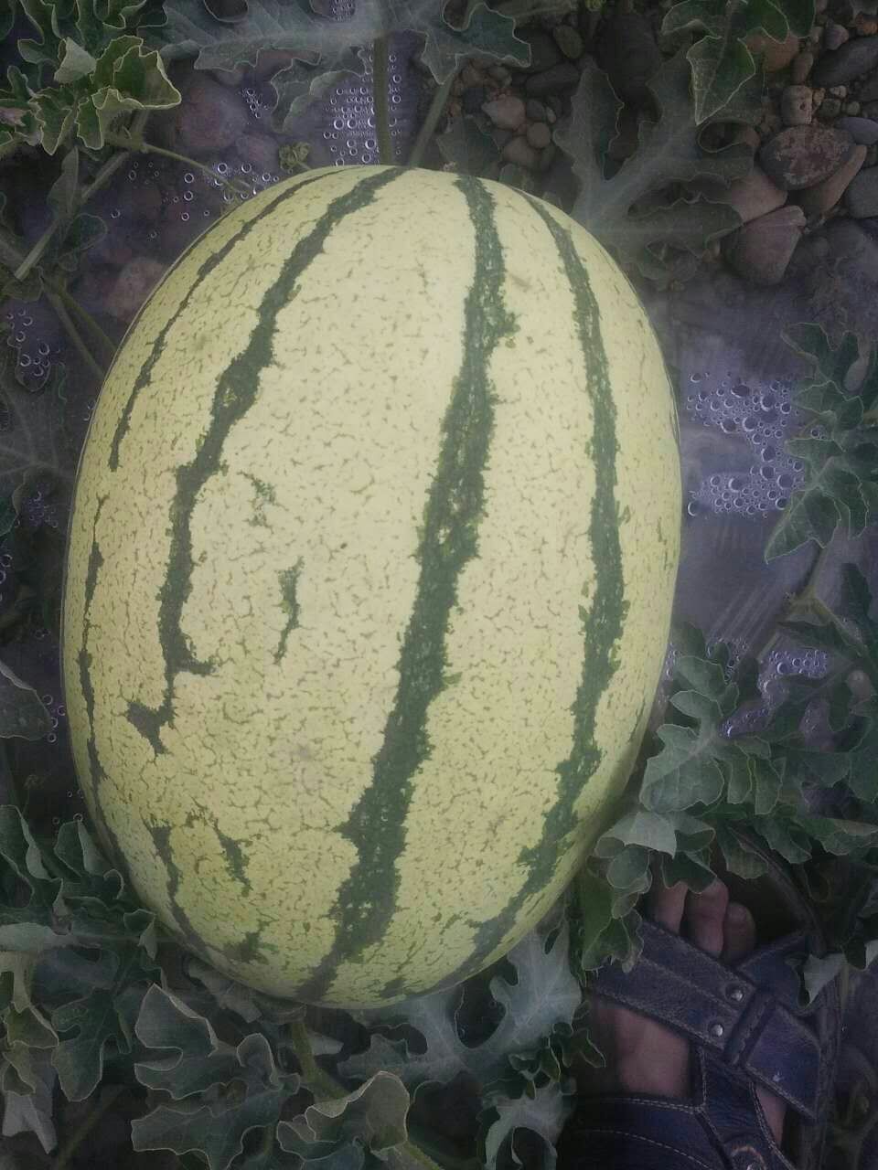  西北旱沙地西瓜