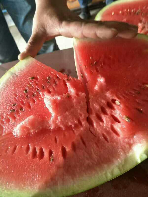  西北旱沙地西瓜