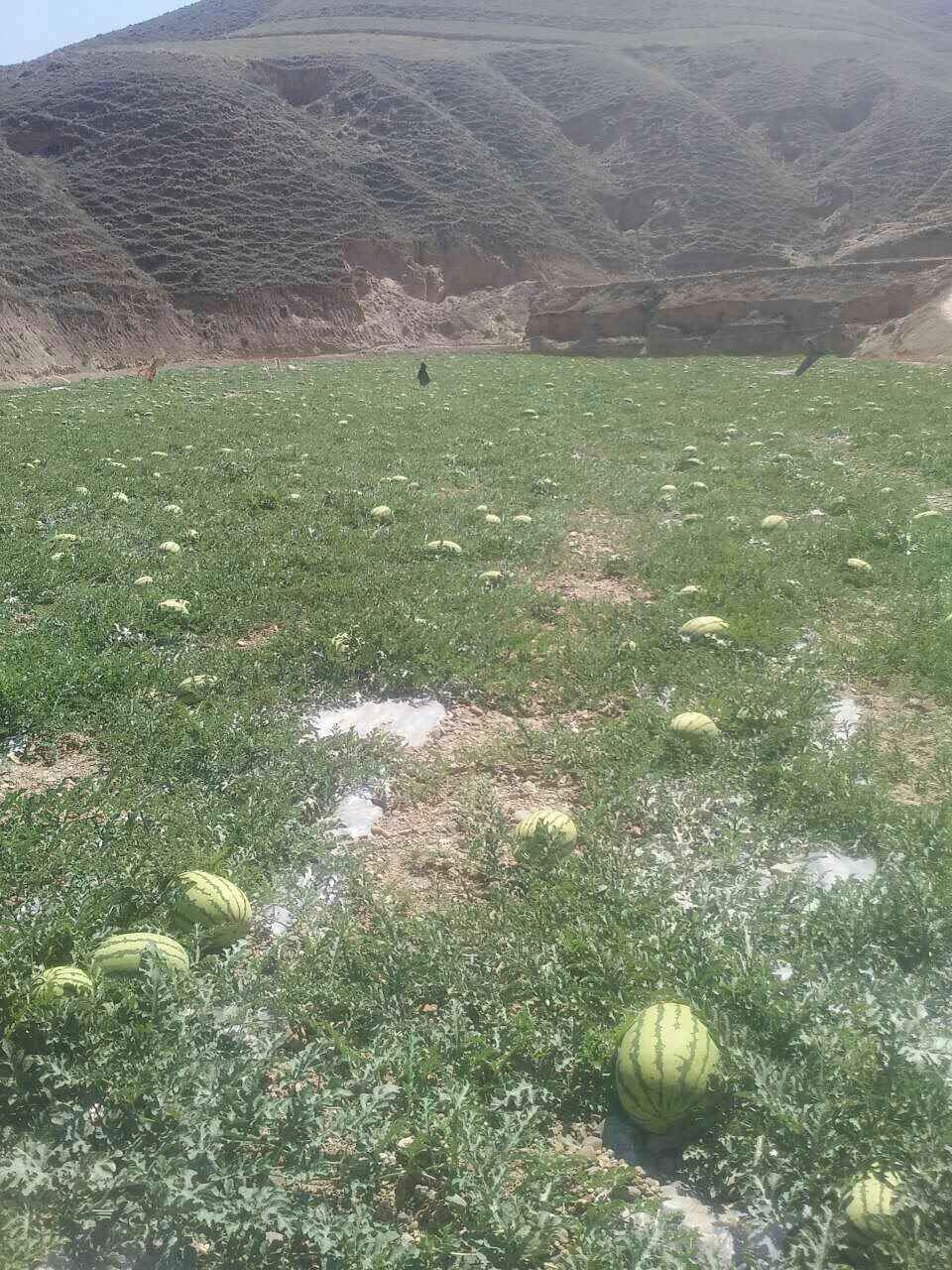  西北旱沙地西瓜
