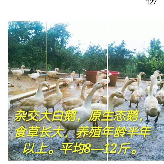 双峰县杂交鹅 统货 10-12斤