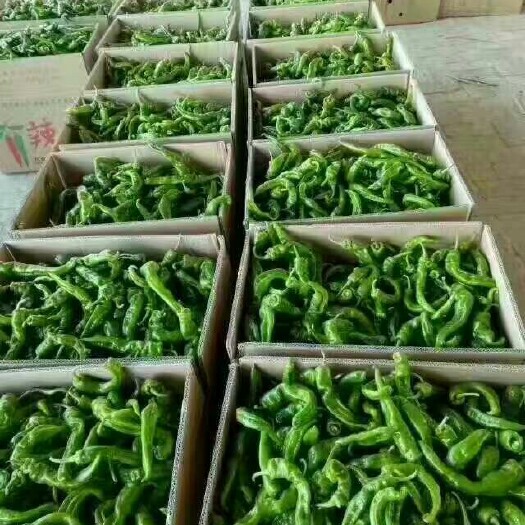 定边县螺丝椒 15~20cm 靑色 中辣