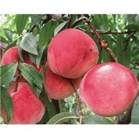 枣庄秋彤桃树苗 0.5~1米