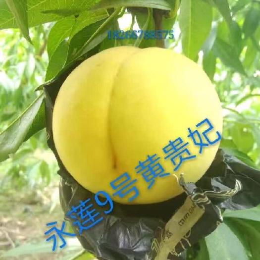 枣庄永莲蜜桃苗 0.5~1米