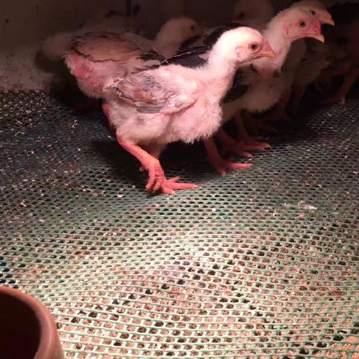 南宁斗鸡苗 统货
