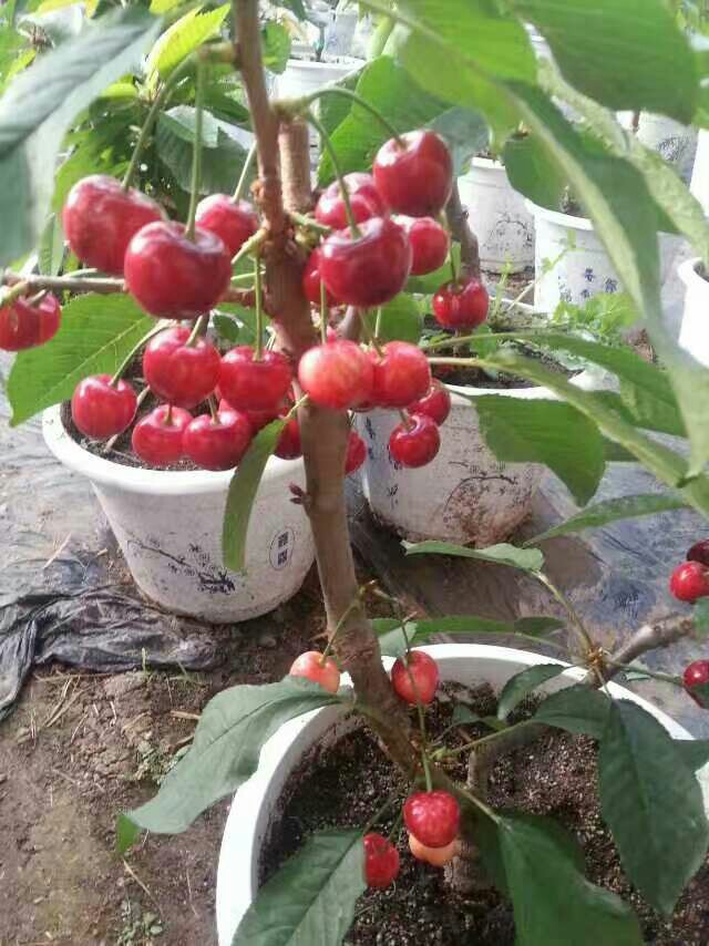 3公分樱桃苗