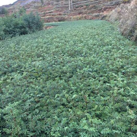 西和县 大红袍花椒苗 狮子头花椒苗 黄盖花椒苗