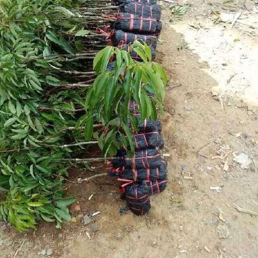 灵山县无核荔枝苗