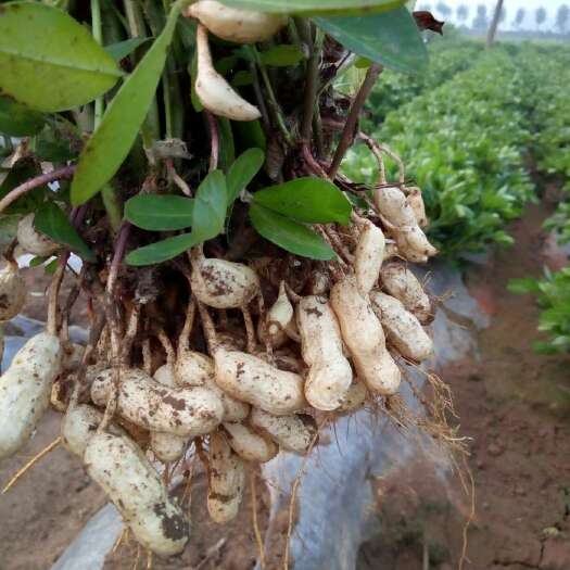 新沂市四粒红花生 鲜货 带壳花生