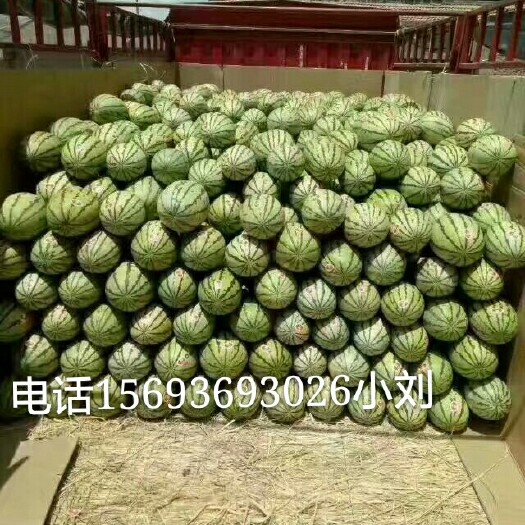 白银 甘肃省白银市靖远县高湾西瓜