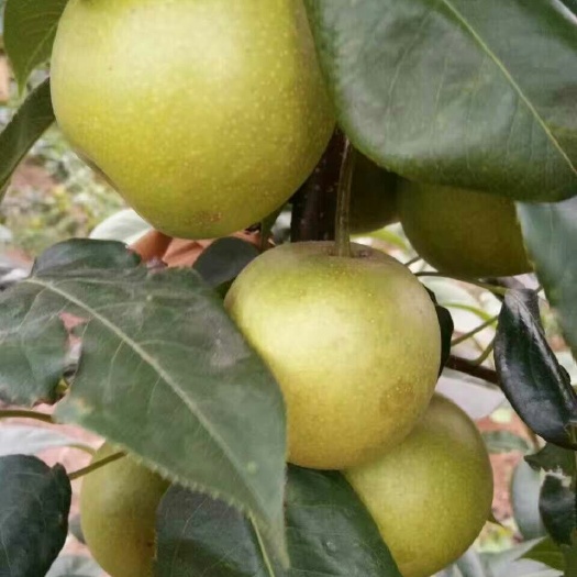 翠冠梨  梨
