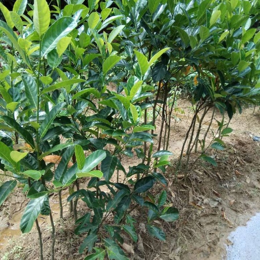 灵山县 四季菠萝蜜苗 