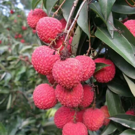 灵山县 无核荔枝苗，妃子笑荔枝苗，桂味荔枝苗，正品嫁接苗。