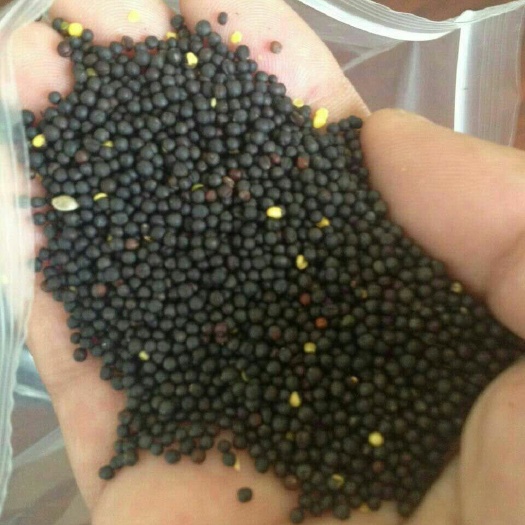 呼伦贝尔油菜籽