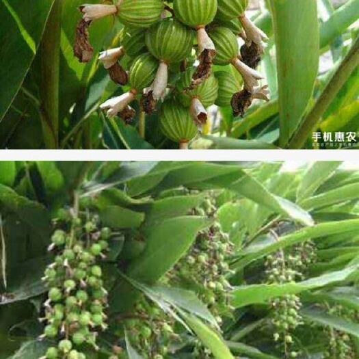 屏山县春砂仁果脯 