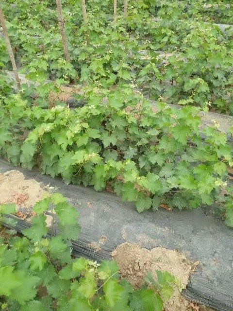 泰安巨峰葡萄苗