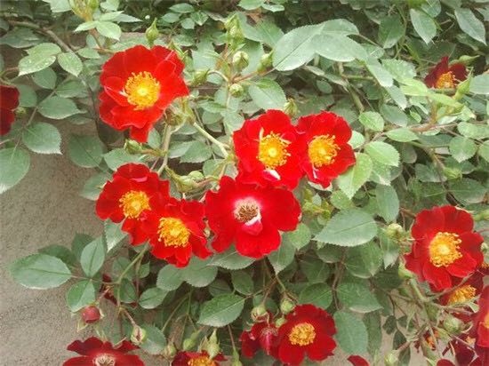 南阳卧龙区供应优质地被月季苗木花草花卉批发