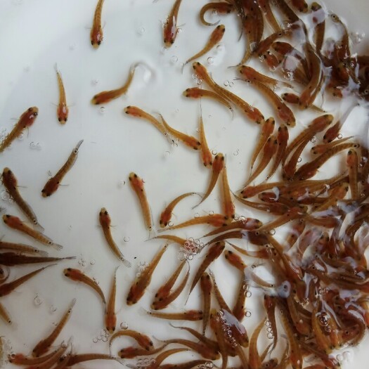 广州七星鱼苗 