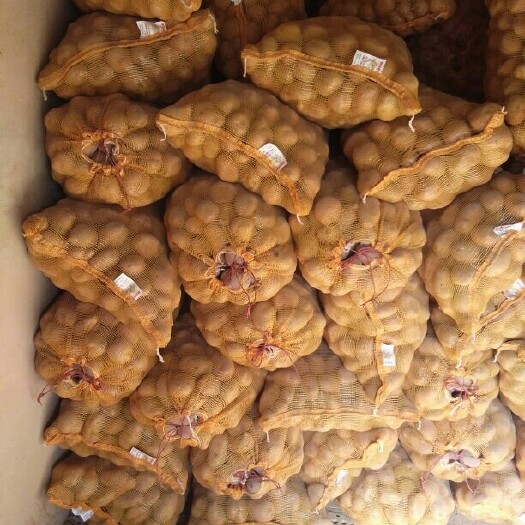 定西青薯9号土豆种子 二级原种 