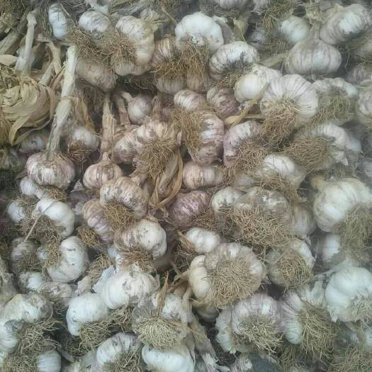 安丘大蒜 混级统货 多瓣蒜